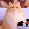 Play Cat on a Movie 