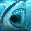Hungry Shark