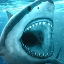 Hungry Shark
