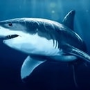 Megalodon