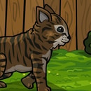 Look after the kitty