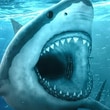 Hungry Shark