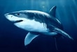 Play Megalodon Online