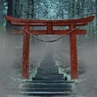 NIGHT in the Aokigahara forest