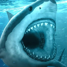 Play Hungry Shark Online