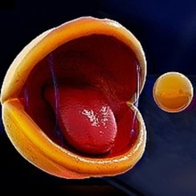 Play Pac-Man 3D RTX Online