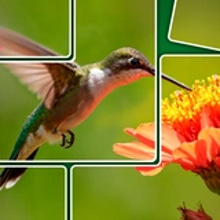 Play Jigsolitaire Online