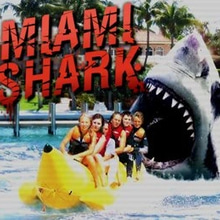 Play Miami Shark Online