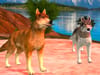 Play Wild Wolves Online
